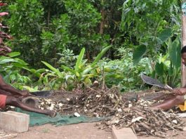 Experts welcome Fiji Kava Bill but warn it could hit rural families
