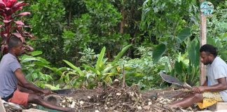 Experts welcome Fiji Kava Bill but warn it could hit rural families