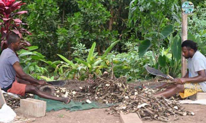 Experts welcome Fiji Kava Bill but warn it could hit rural families
