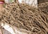 Forum Leaders endorse Kava declaration, fisheries fund review and regional labour ministers