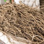 Forum Leaders endorse Kava declaration, fisheries fund review and regional labour ministers