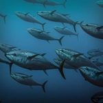 Pacific Tuna and food security at risk as 1.5°C overshoot looms