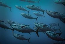 Pacific Tuna and food security at risk as 1.5°C overshoot looms