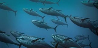 Pacific Tuna and food security at risk as 1.5°C overshoot looms