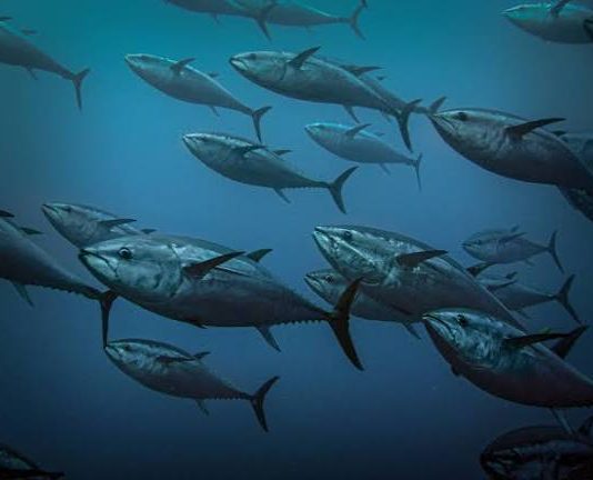 Pacific fisheries officials prepare united tuna management position ahead of WCPFC meeting