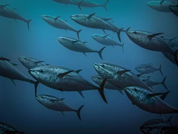 Pacific Tuna and food security at risk as 1.5°C overshoot looms