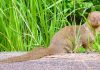 Government and communities unite to eradicate mongoose from Amami-Oshima