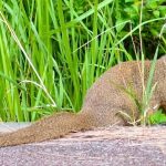 Government and communities unite to eradicate mongoose from Amami-Oshima