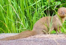 Government and communities unite to eradicate mongoose from Amami-Oshima