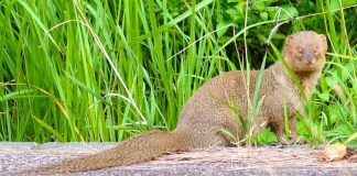 Government and communities unite to eradicate mongoose from Amami-Oshima