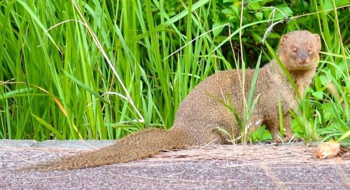 Government and communities unite to eradicate mongoose from Amami-Oshima