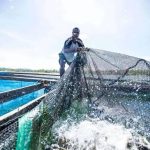 Beyond Conservation: What the High Seas Treaty Means for Ocean Governance and Security in the Blue Pacific