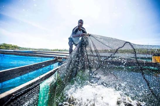 Beyond Conservation: What the High Seas Treaty Means for Ocean Governance and Security in the Blue Pacific