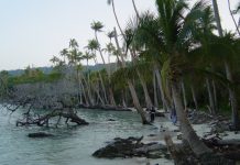 Connecting climate change and Pacific biodiversity at the CBD COP17