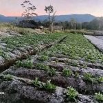 UN agencies appeal for help to protect weakest from unprecedented El Niño