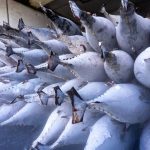 Tuna supply chains exploited for cocaine smuggling, FFA report warns