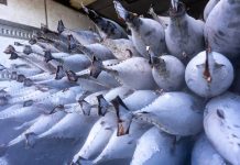 Tuna supply chains exploited for cocaine smuggling, FFA report warns