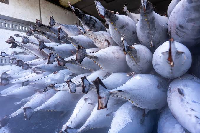 Tuna supply chains exploited for cocaine smuggling, FFA report warns