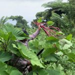 Fiji taro varieties show different levels of drought resilience
