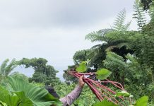 Fiji taro varieties show different levels of drought resilience