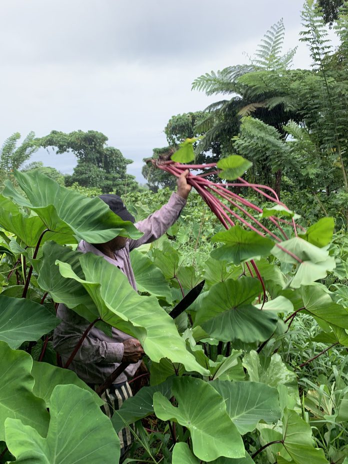 Fiji taro varieties show different levels of drought resilience