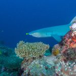 Fiji secures US$35.2m GCF grant to protect Great Sea Reef