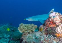 Fiji secures US$35.2m GCF grant to protect Great Sea Reef