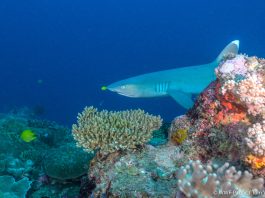 Fiji secures US$35.2m GCF grant to protect Great Sea Reef