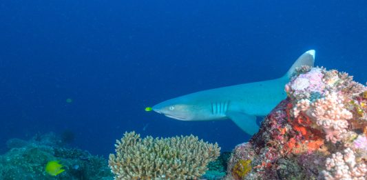 Fiji secures US$35.2m GCF grant to protect Great Sea Reef