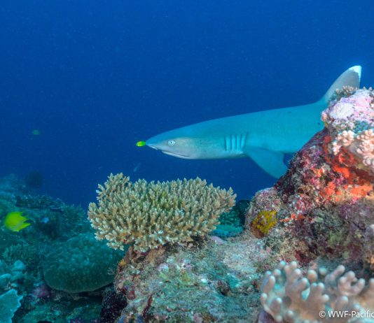 Fiji secures US$35.2m GCF grant to protect Great Sea Reef