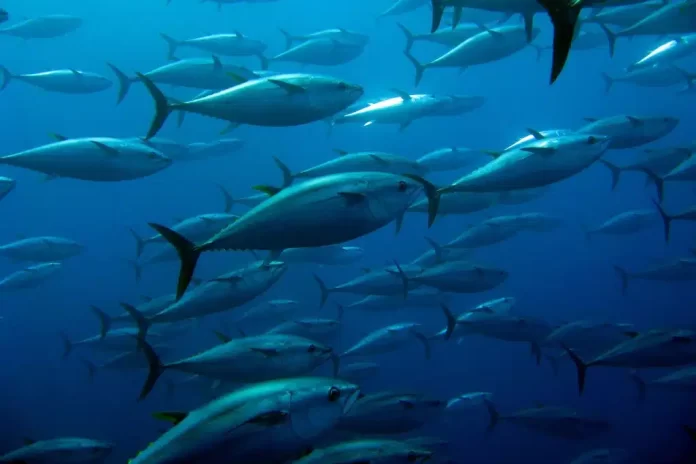 FFA urges Pacific unity on Tuna management ahead of WCPFC meeting